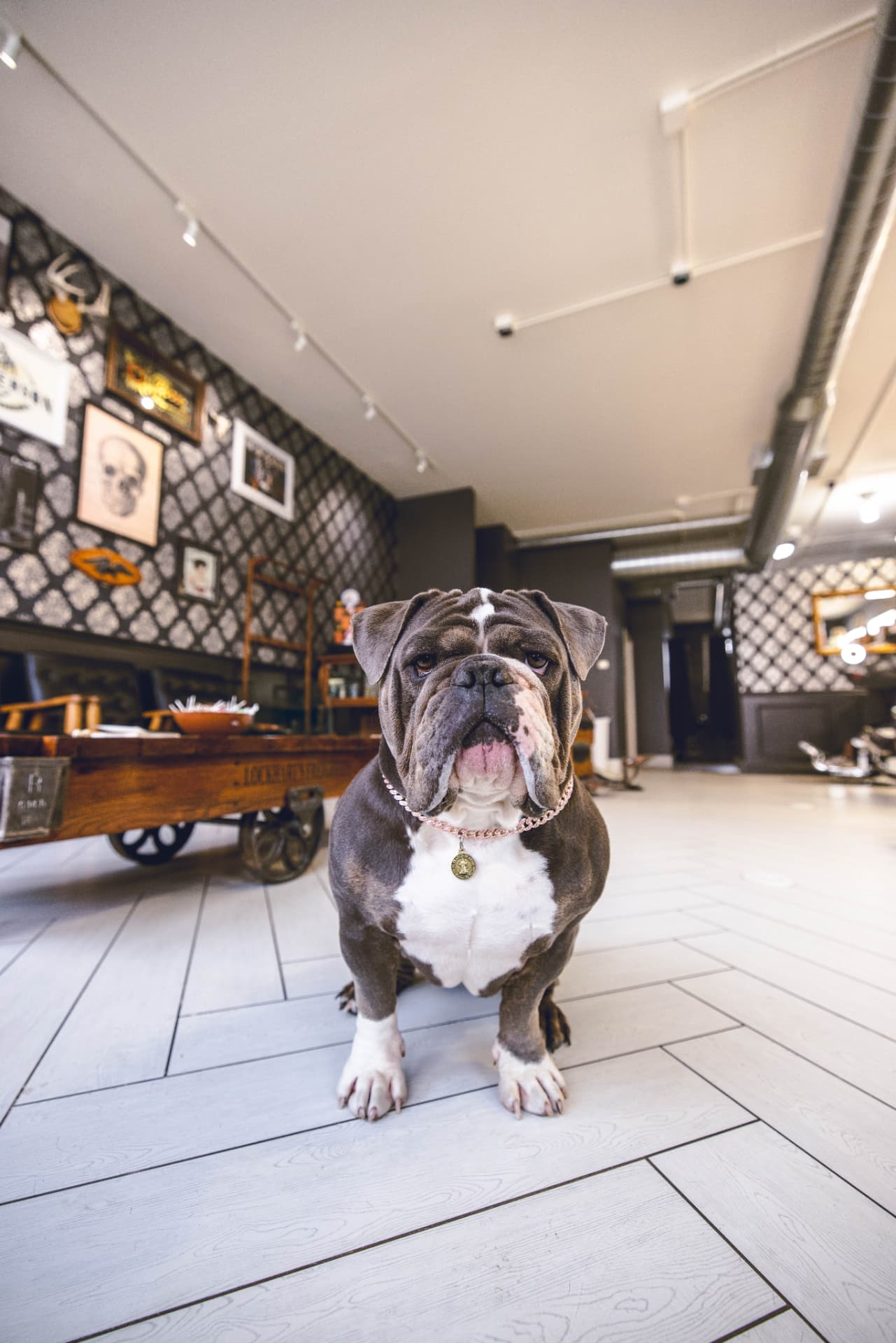 The Jefferson Barbershop interior with Carson the shop dog